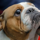 Image for article titled There Was a Hidden Covid-19 Epidemic Among Household Pets, Study Suggests